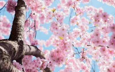 The powerful effect of simplicity on happiness